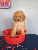 Cheri, a female Cavapoo for sale in Effingham, IL – 2 of 10