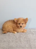 Paul, a male Pomchi for sale in Effingham, IL – 9 of 10