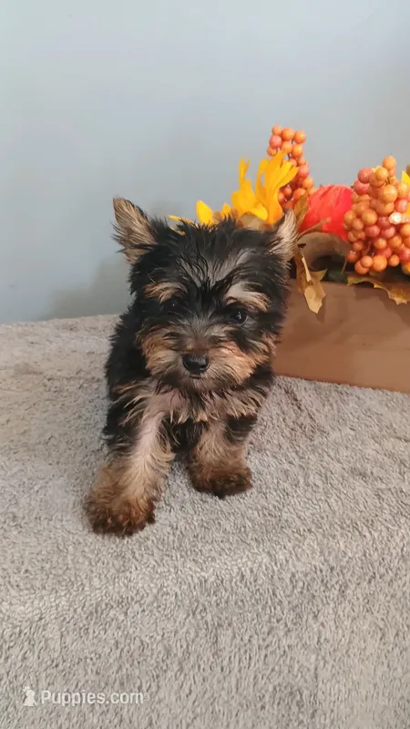 Yeti – Yorkshire Terrier puppy for sale in Effingham, IL