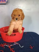 Cheri, a female Cavapoo for sale in Effingham, IL – 5 of 10