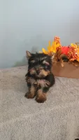 Yeti, a male Yorkshire Terrier for sale in Effingham, IL – 2 of 7
