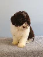 Charlie, a male Bichon Frise and Shih Tzu for sale in Effingham, IL – 4 of 9
