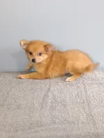 Pixy, a female Pomchi for sale in Effingham, IL – 4 of 10