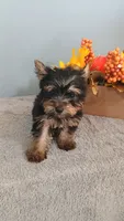 Yeti, a male Yorkshire Terrier for sale in Effingham, IL – 3 of 7