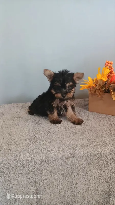 Yager – Yorkshire Terrier puppy for sale in Effingham, IL
