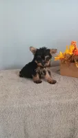 Yager, a male Yorkshire Terrier for sale in Effingham, IL – 1 of 7
