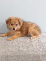Phillip, a male Pomchi for sale in Effingham, IL – 6 of 8