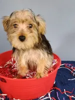 Frannie, a male Yorkshire Terrier for sale in Effingham, IL – 2 of 8