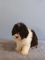 Charlie, a male Bichon Frise and Shih Tzu for sale in Effingham, IL – 2 of 9