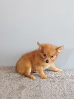Peter, a male Pomchi for sale in Effingham, IL – 5 of 8