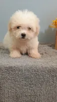 Hadley, a female Maltese for sale in Effingham, IL – 4 of 5