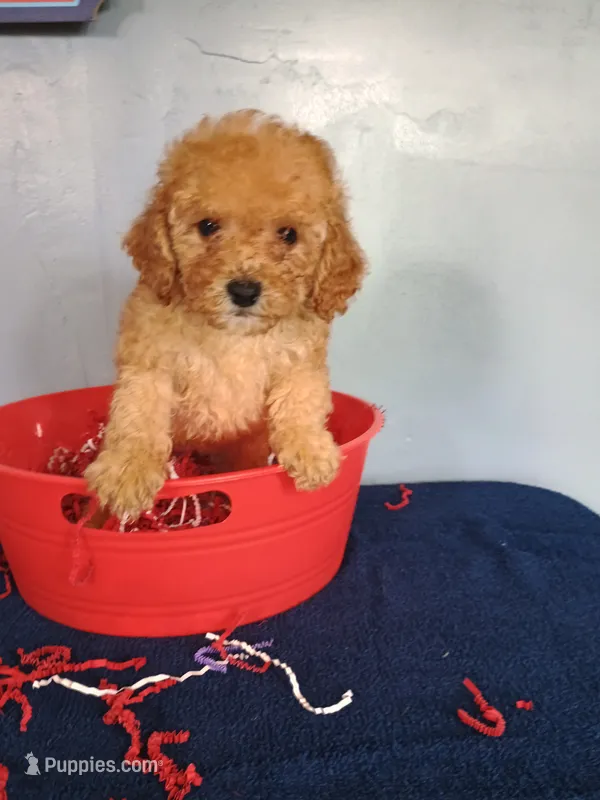 Cheri – Cavapoo puppy for sale in Effingham, IL