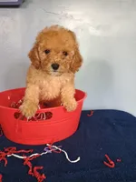 Cheri, a female Cavapoo for sale in Effingham, IL – 1 of 10