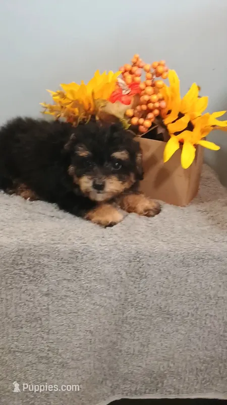 Paulie – Poodle - Toy  puppy for sale in Effingham, IL