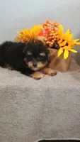 Paulie, a male Poodle - Toy  for sale in Effingham, IL – 1 of 10