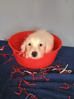 Jumper, a male Westiepoo for sale in Effingham, IL – 4 of 7