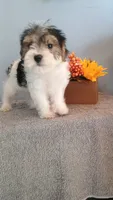Pinto, a male Morkie for sale in Effingham, IL – 6 of 9