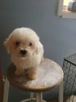 Buster, a male Bichon Frise for sale in Effingham, IL – 2 of 9
