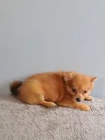 Peter, a male Pomchi for sale in Effingham, IL – 7 of 8
