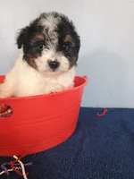 Pumpkin, a male Pomapoo for sale in Effingham, IL – 1 of 10