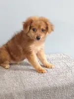 Phillip, a male Pomchi for sale in Effingham, IL – 4 of 8