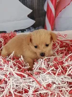 Jodie, a female Pomchi for sale in Effingham, IL – Photo 2 of 9