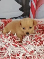 Jodie, a female Pomchi for sale in Effingham, IL – Photo 3 of 9