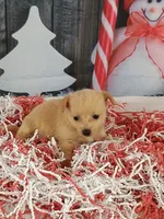 Jodie, a female Pomchi for sale in Effingham, IL – Photo 9 of 9