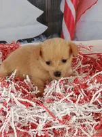 Jodie, a female Pomchi for sale in Effingham, IL – Photo 6 of 9