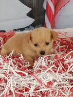 Jodie, a female Pomchi for sale in Effingham, IL – Photo 8 of 9