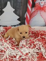 Jodie, a female Pomchi for sale in Effingham, IL – Photo 4 of 9