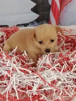 Jodie, a female Pomchi for sale in Effingham, IL – Photo 1 of 9