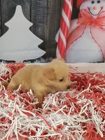 Jodie, a female Pomchi for sale in Effingham, IL – Photo 7 of 9