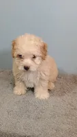 Penny, a female Poodle - Toy  for sale in Effingham, IL – 7 of 7