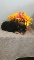 Paulie, a male Poodle - Toy  for sale in Effingham, IL – 5 of 10