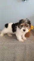Pinto, a male Morkie for sale in Effingham, IL – 3 of 9