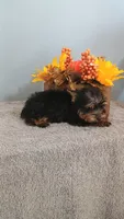 Yeti, a male Yorkshire Terrier for sale in Effingham, IL – 6 of 7