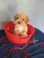 Smiley, a male Havapoo for sale in Effingham, IL – 10 of 10