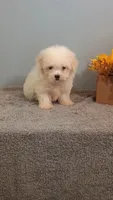 Harley, a female Maltese for sale in Effingham, IL – 3 of 4