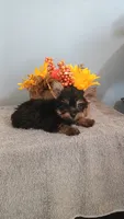 Yager, a male Yorkshire Terrier for sale in Effingham, IL – 3 of 7