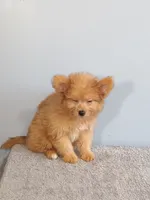 Paul, a male Pomchi for sale in Effingham, IL – 8 of 10