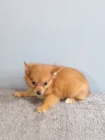Piper, a female Pomchi for sale in Effingham, IL – 4 of 8