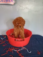 Cherry, a female Cavapoo for sale in Effingham, IL – 10 of 10
