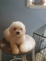 Buster, a male Bichon Frise for sale in Effingham, IL – 4 of 9