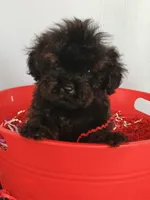 Spartan , a male Cockapoo for sale in Effingham, IL – 3 of 10