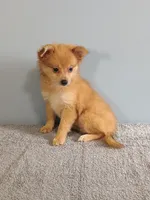 Pixy, a female Pomchi for sale in Effingham, IL – 6 of 10