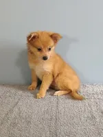 Pixy, a female Pomchi for sale in Effingham, IL – 7 of 10
