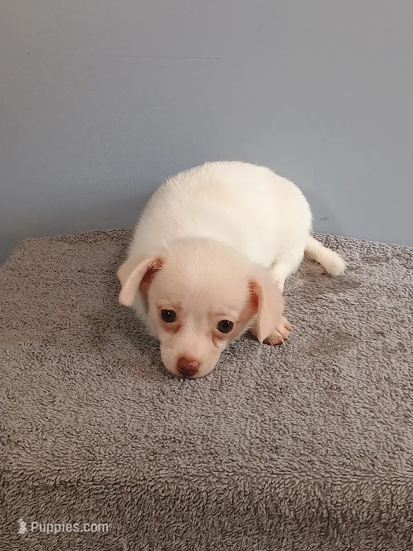 Phoebe – Pomchi puppy for sale in Effingham, IL