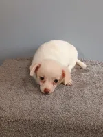 Phoebe, a female Pomchi for sale in Effingham, IL – 1 of 8