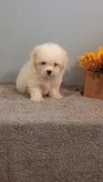 Harley, a female Maltese for sale in Effingham, IL – 2 of 4